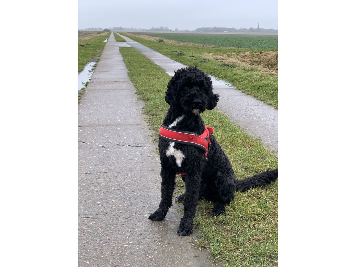 Balu der Portugiesische Wasserhund